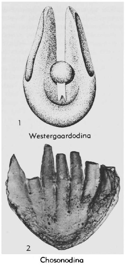 Fossil Image