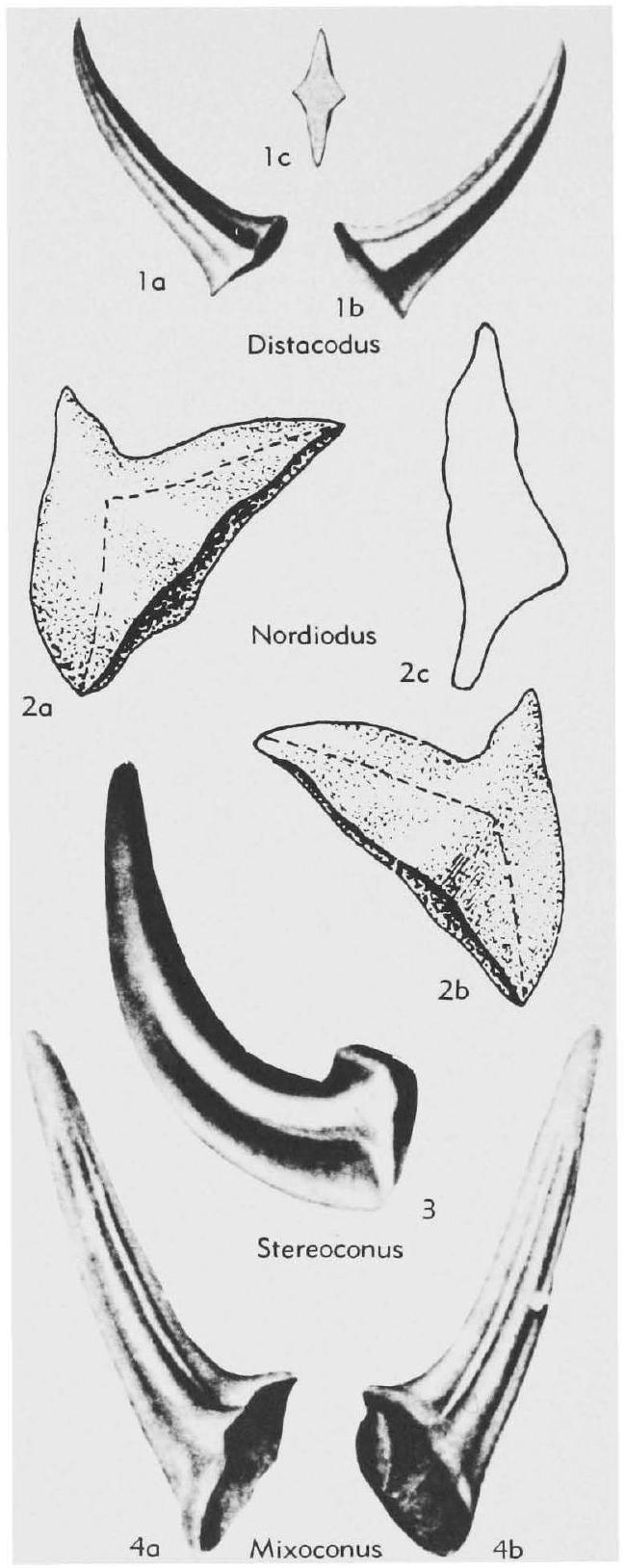 Fossil Image