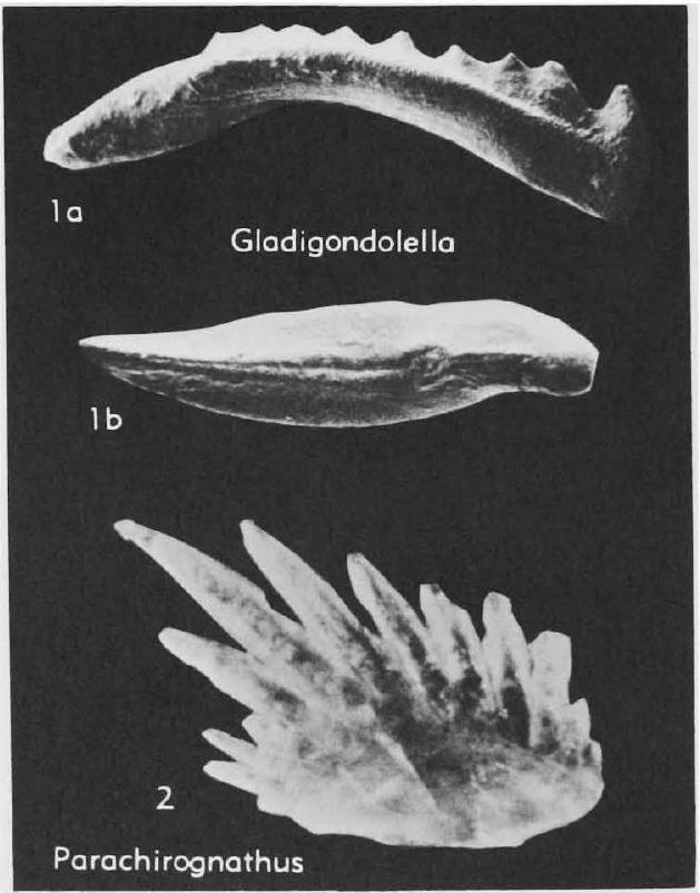 Fossil Image