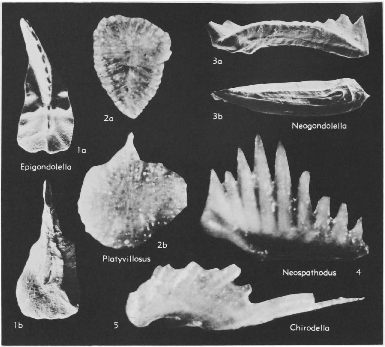 Fossil Image