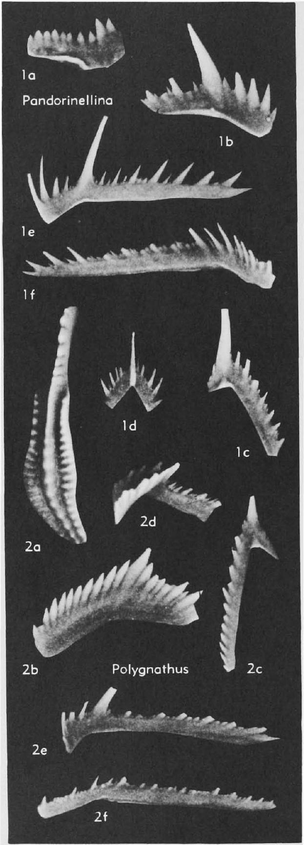 Fossil Image